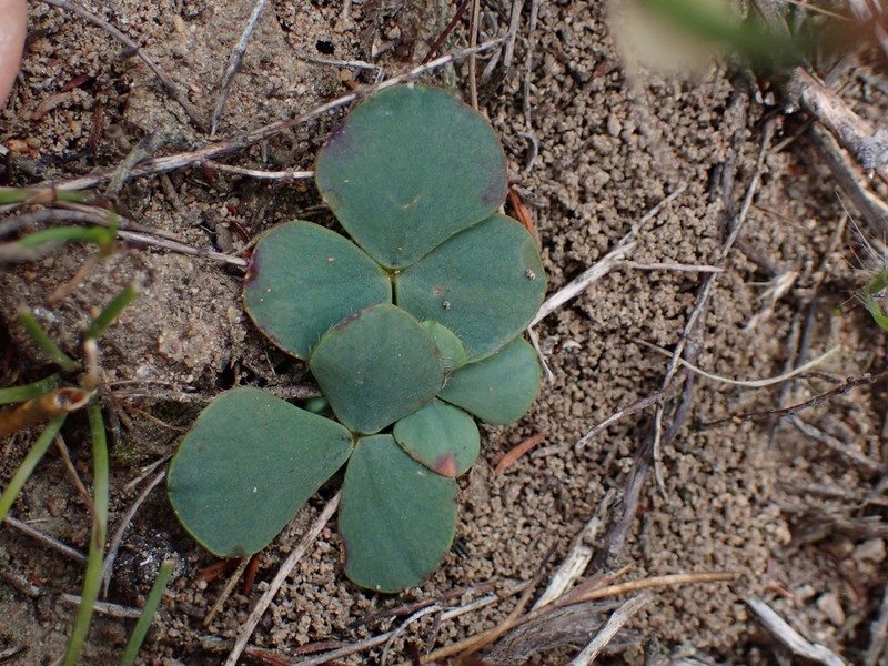 Oxalis adenodes