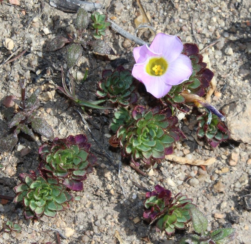 Oxalis adenodes photo 2