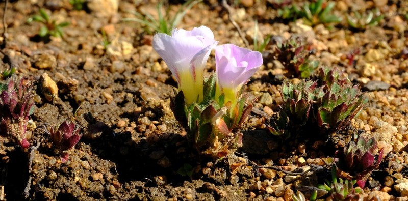 Oxalis adenodes photo 3