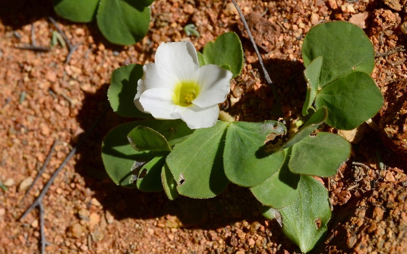 Oxalis adenodes photo 4