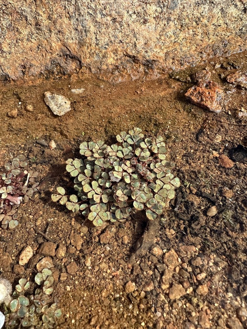 Oxalis adenodes photo 5