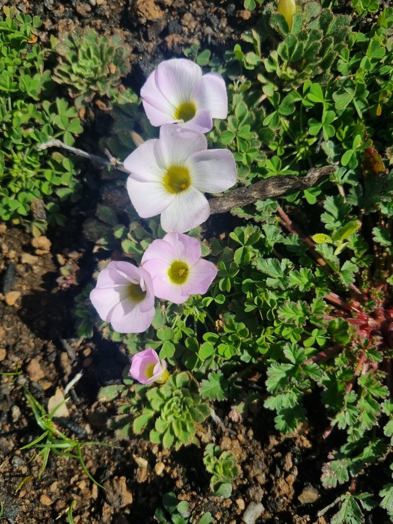 Oxalis adenodes photo 6