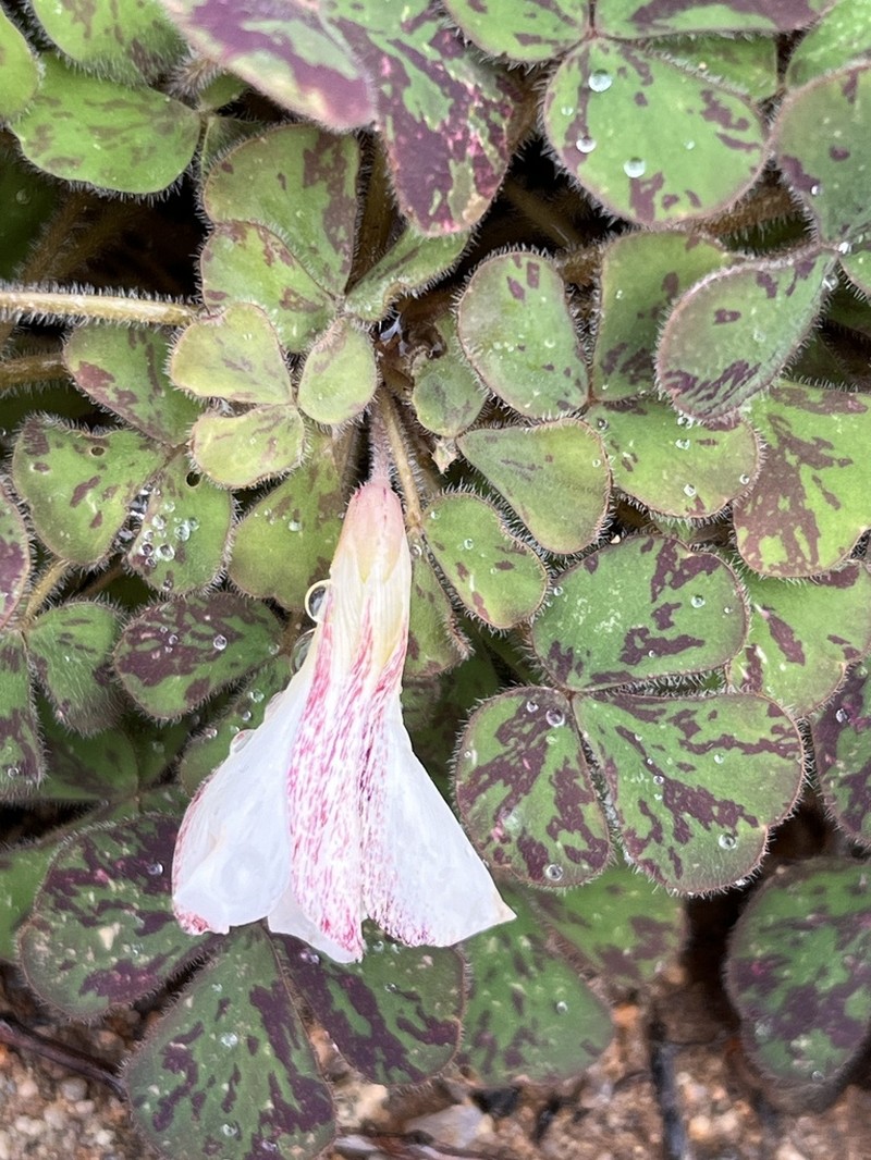 Oxalis adenodes photo 7