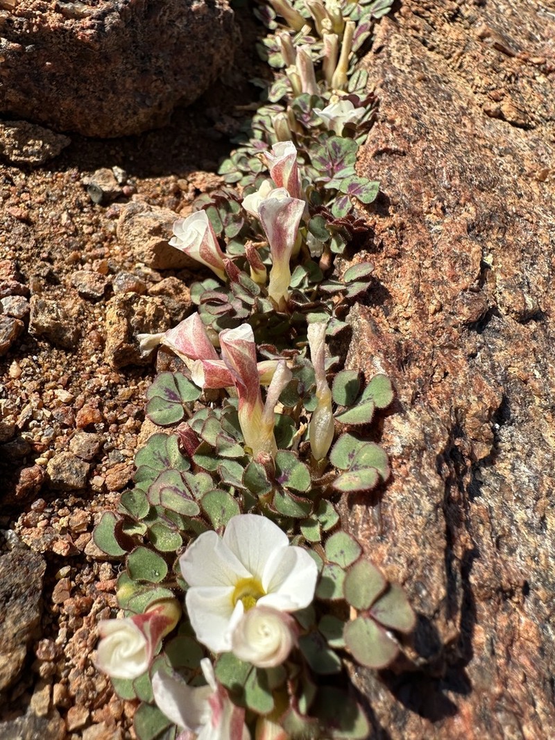 Oxalis adenodes photo 8