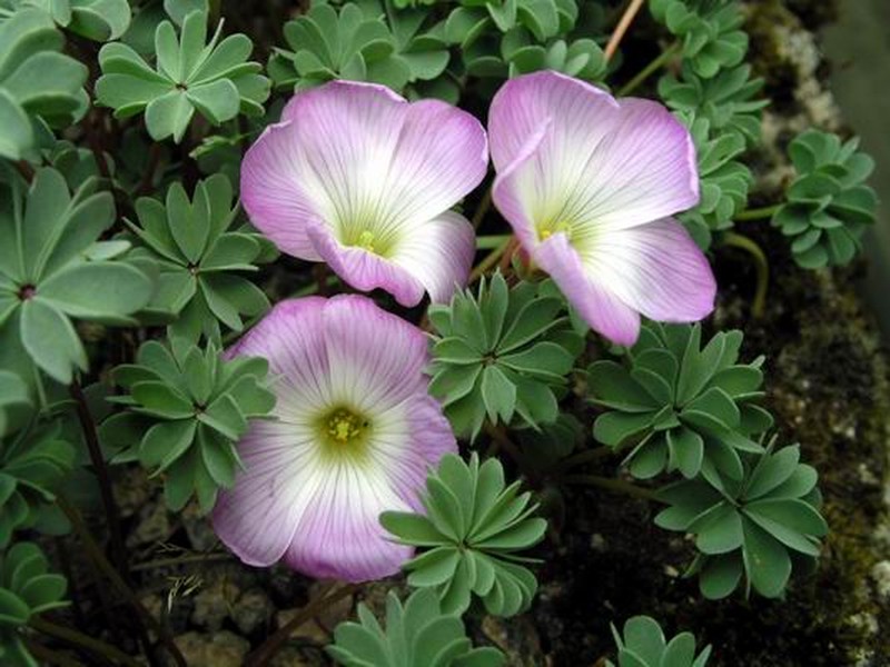 Oxalis adenophylla