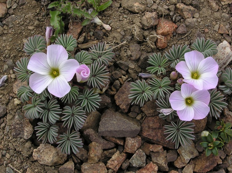 Oxalis adenophylla photo 2