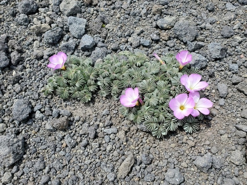 Oxalis adenophylla photo 3