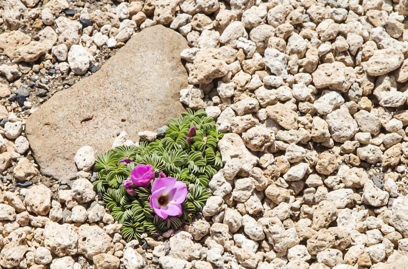 Oxalis adenophylla photo 4