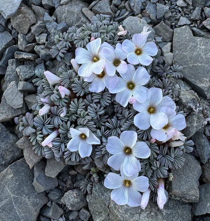 Oxalis adenophylla photo 5