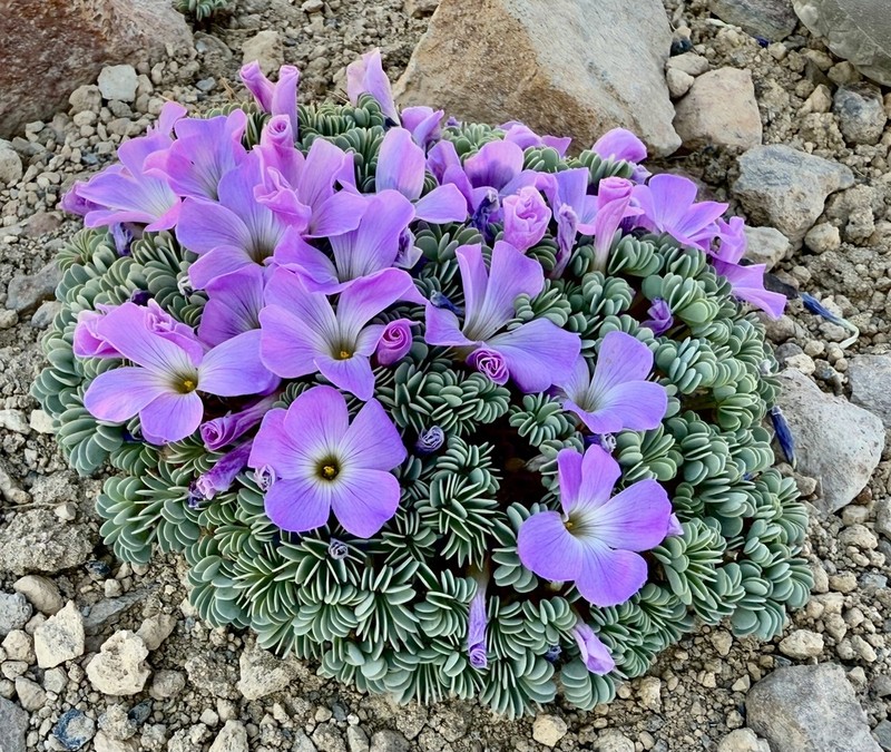 Oxalis adenophylla photo 6