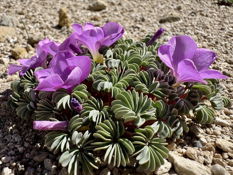 Oxalis adenophylla photo 7