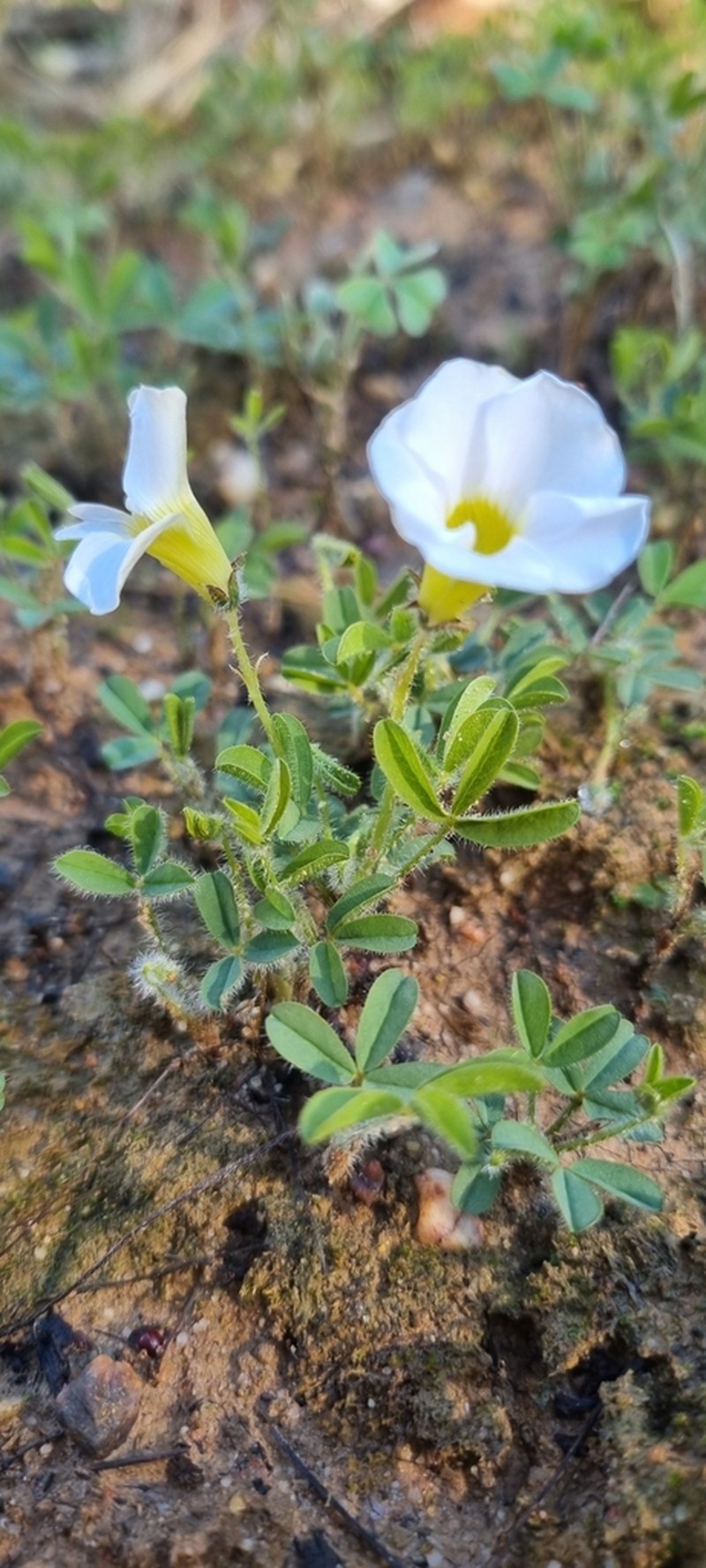 Oxalis adspersa photo 2
