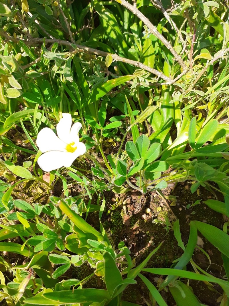 Oxalis adspersa photo 3