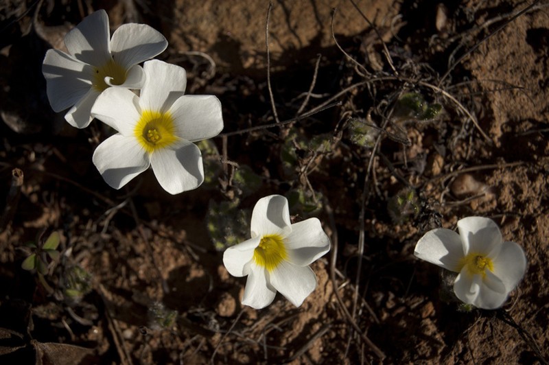 Oxalis adspersa photo 4