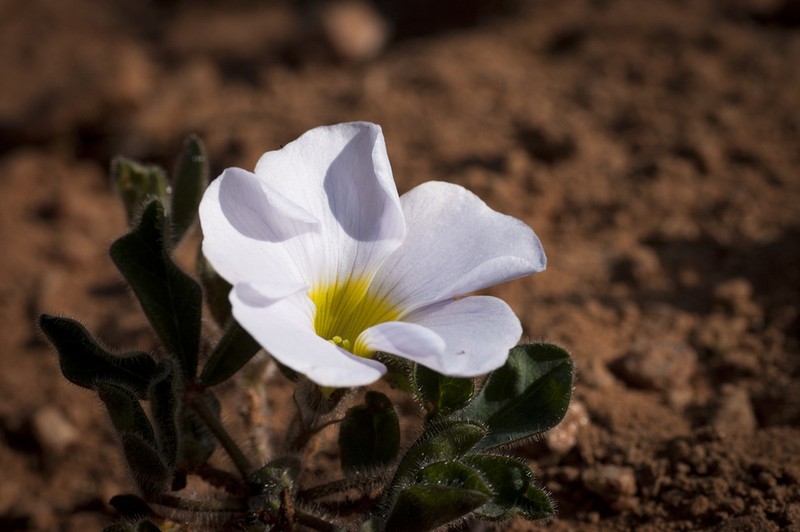 Oxalis adspersa photo 5