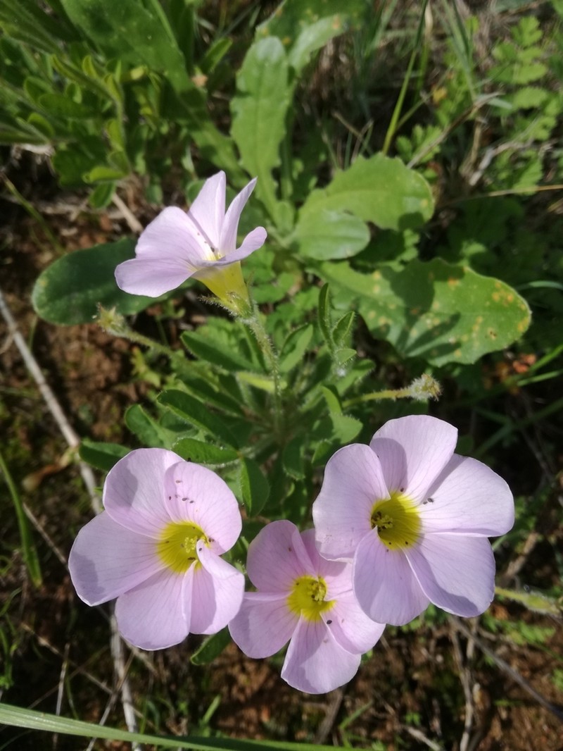 Oxalis adspersa photo 6