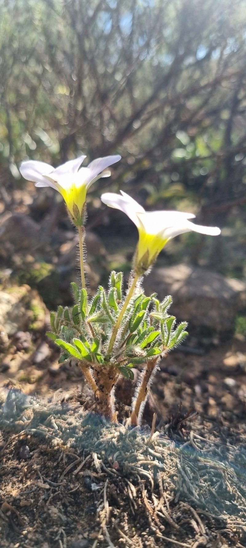 Oxalis adspersa photo 7