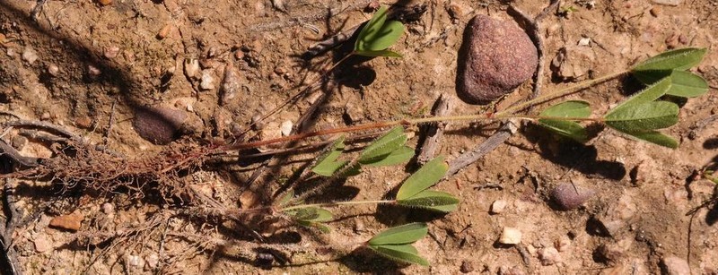 Oxalis adspersa photo 8