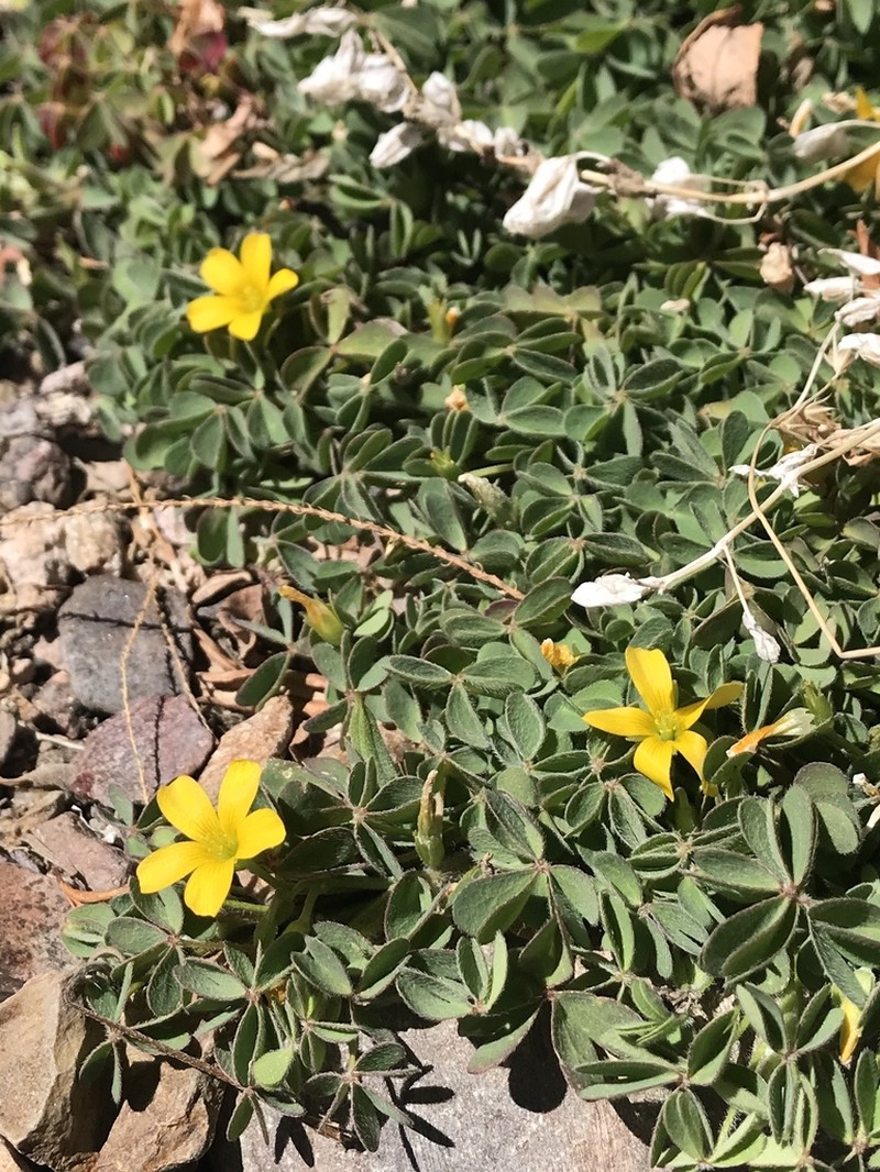 Radishroot Woodsorrel photo 3