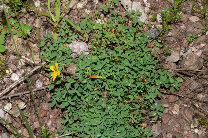 Radishroot Woodsorrel photo 4