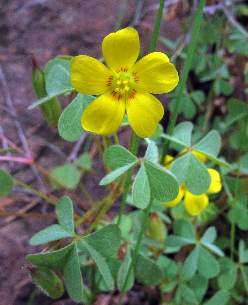 Radishroot Woodsorrel photo 6
