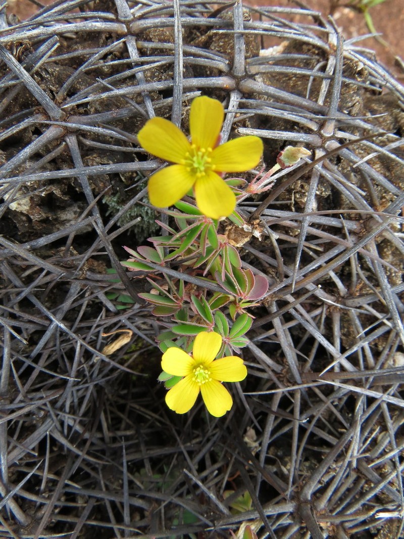 Radishroot Woodsorrel photo 7