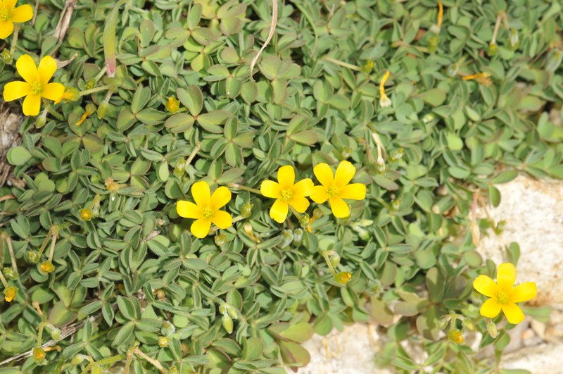 Radishroot Woodsorrel photo 8