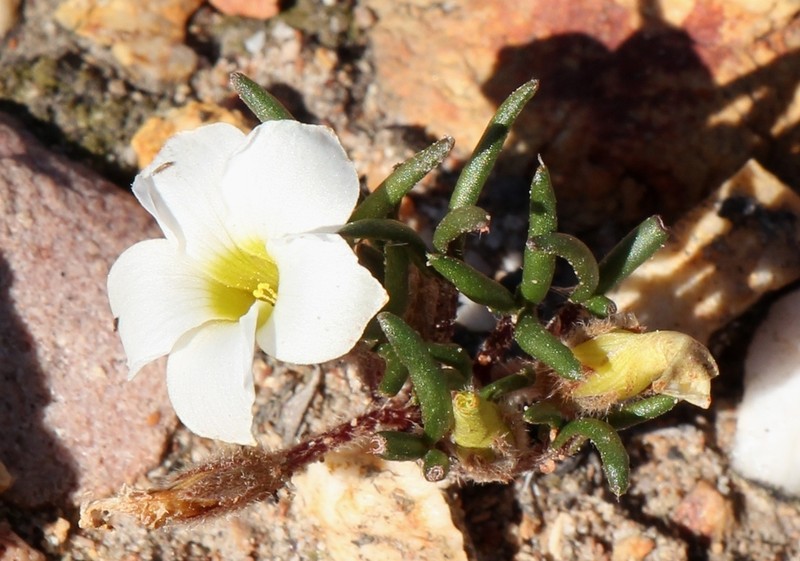 Oxalis algoensis photo 2