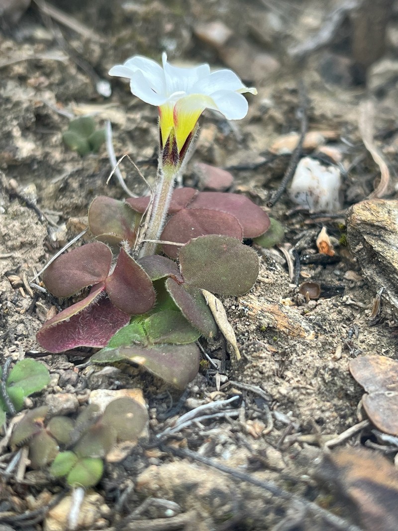 Oxalis algoensis photo 3