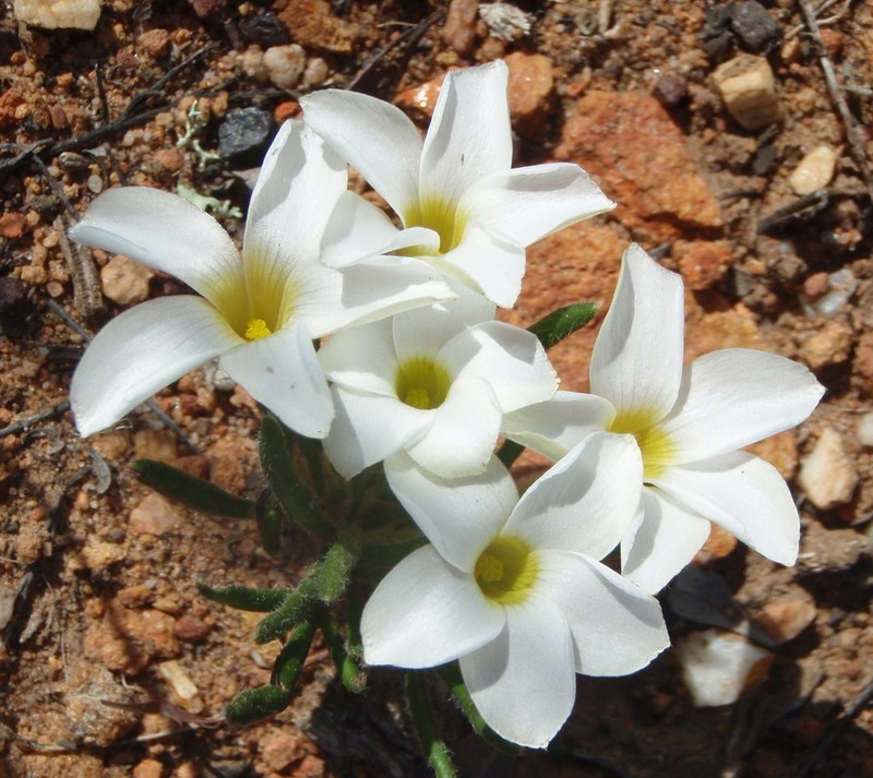 Oxalis algoensis photo 4