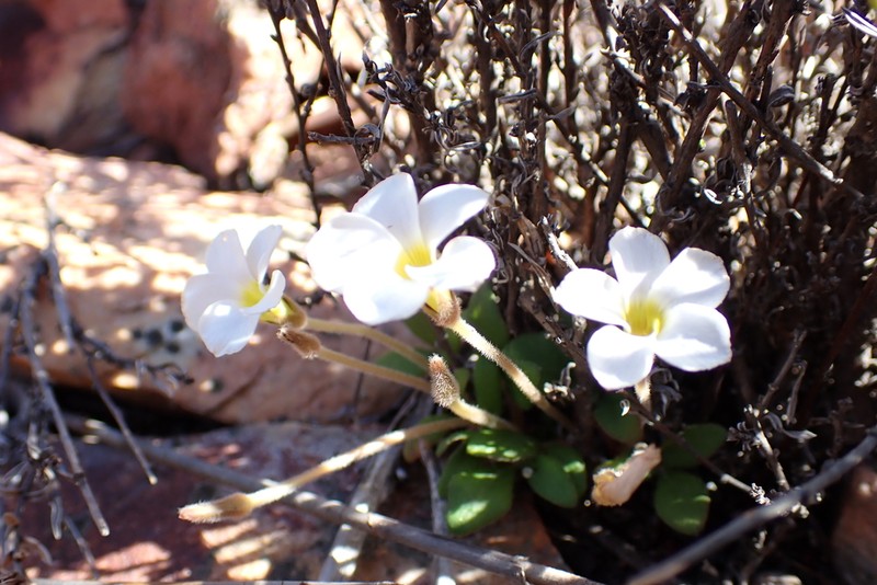 Oxalis algoensis photo 5