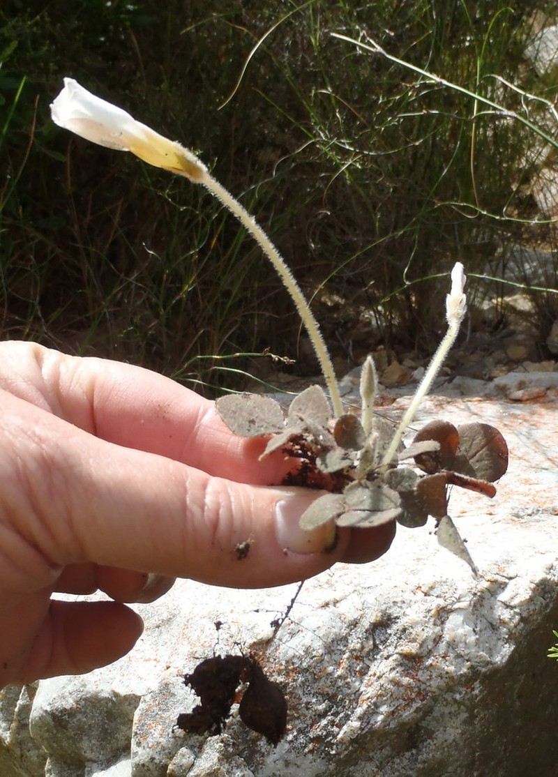 Oxalis algoensis photo 6