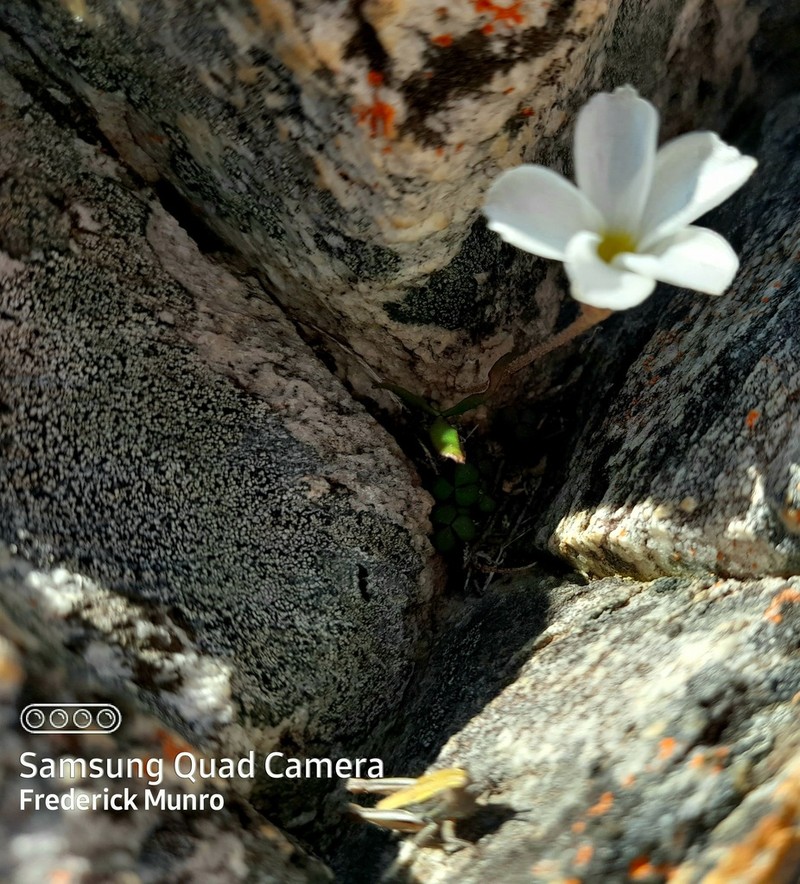 Oxalis algoensis photo 7