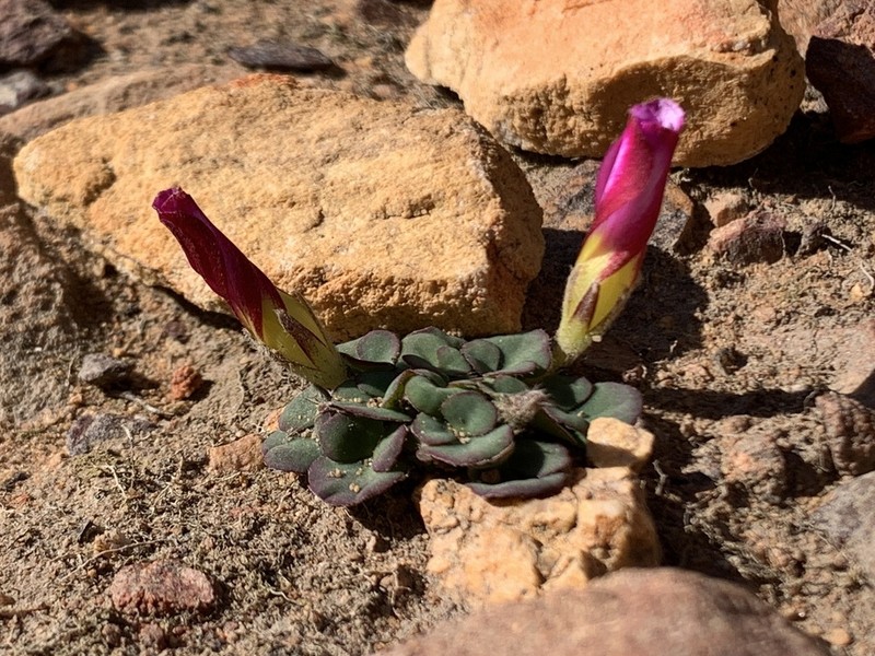 Oxalis algoensis photo 8