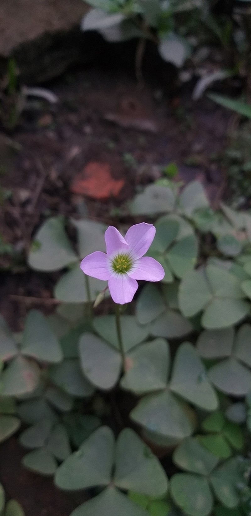Alpine Woodsorrel photo 3