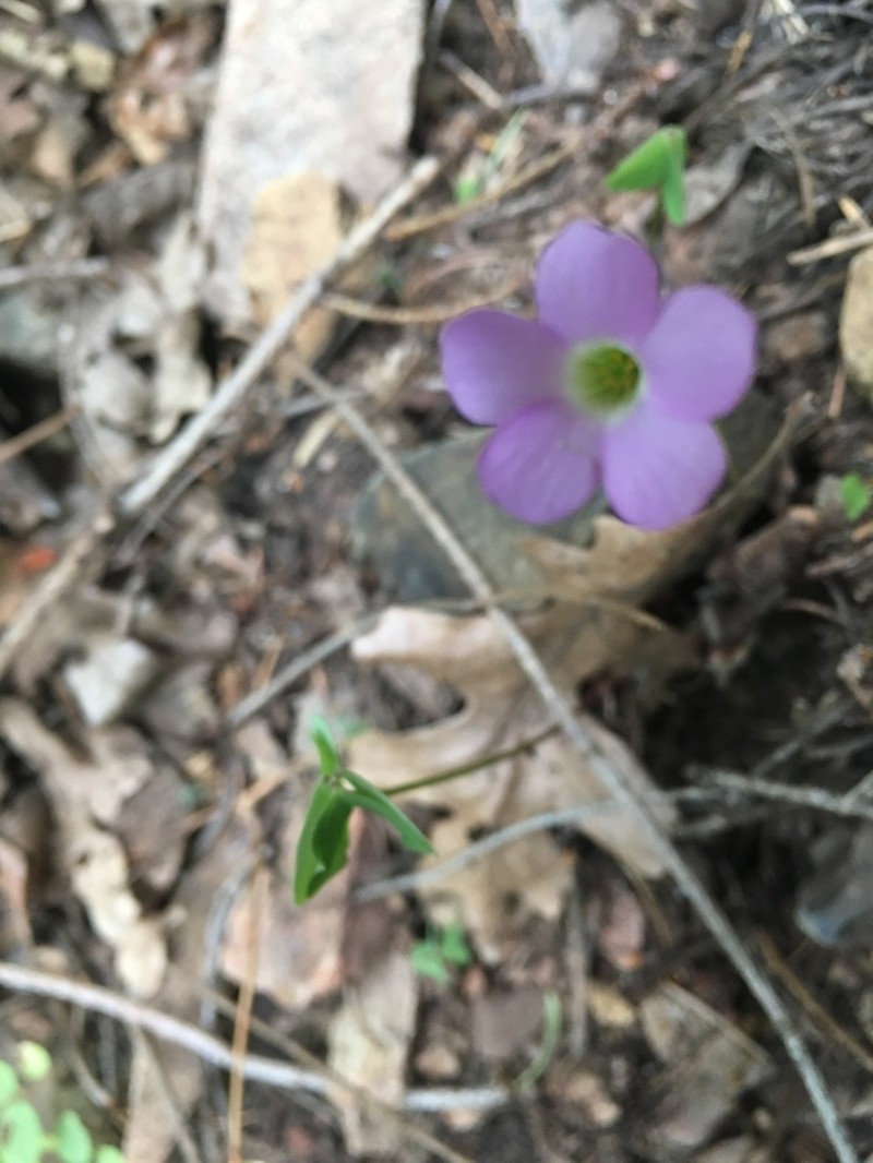 Alpine Woodsorrel photo 4