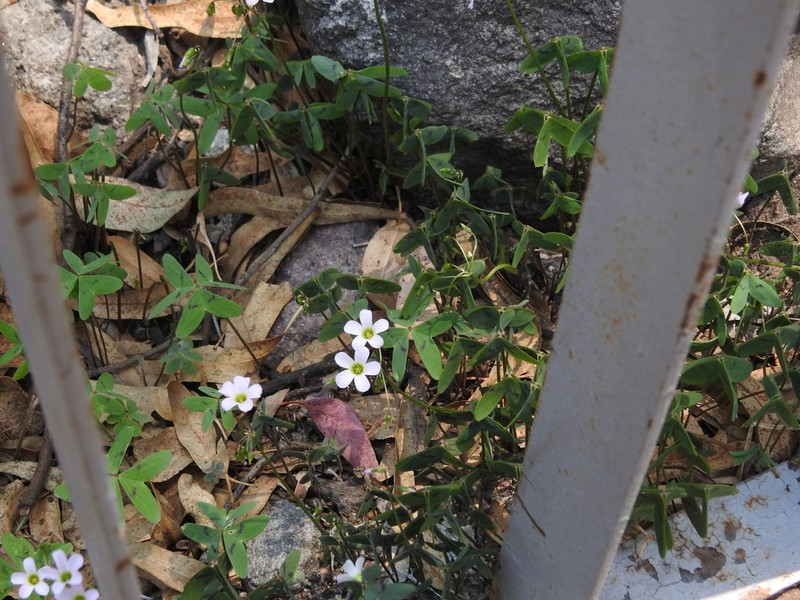 Alpine Woodsorrel photo 5