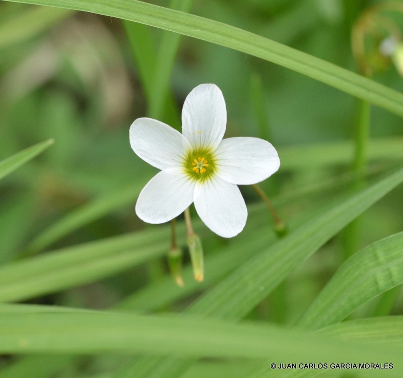 Alpine Woodsorrel photo 6