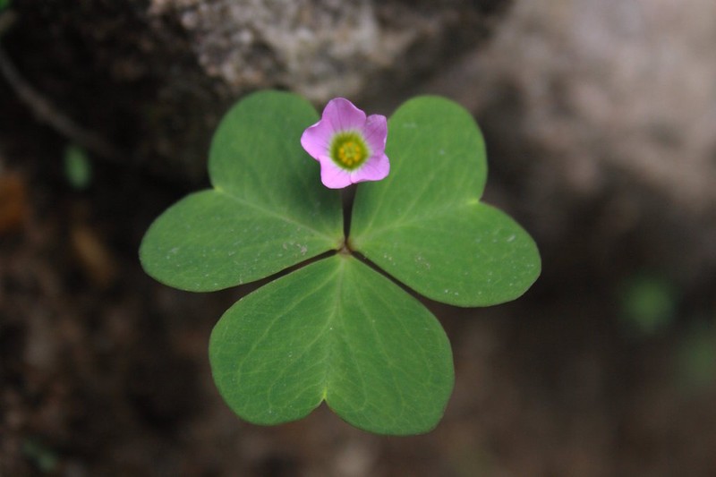 Alpine Woodsorrel photo 7