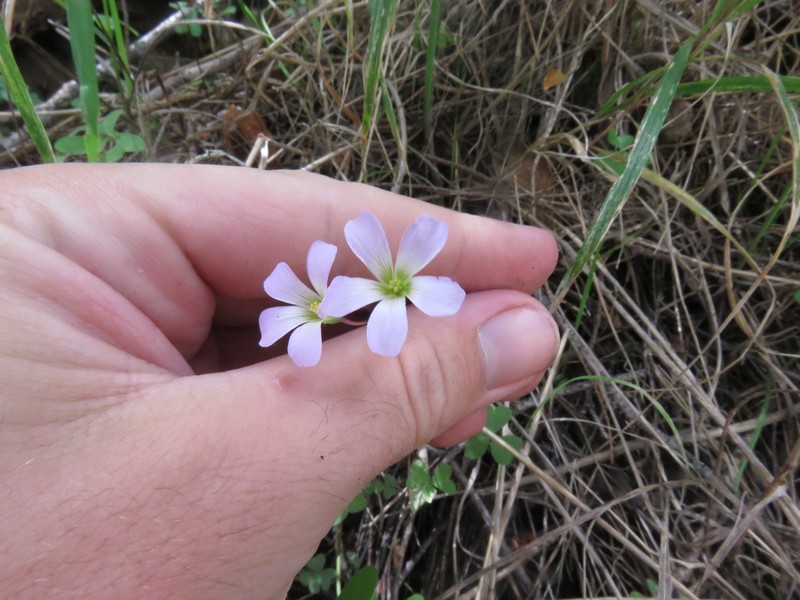 Alpine Woodsorrel photo 8