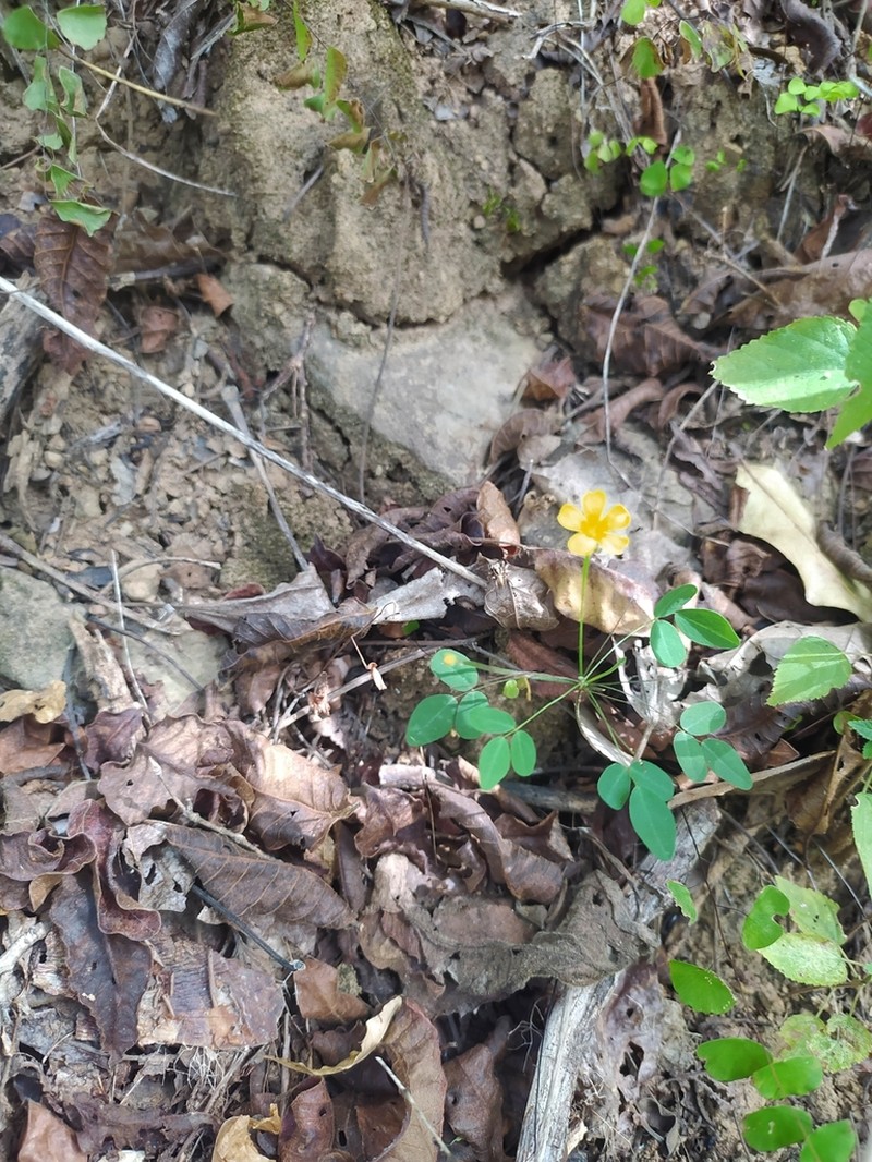Oxalis alstonii photo 2
