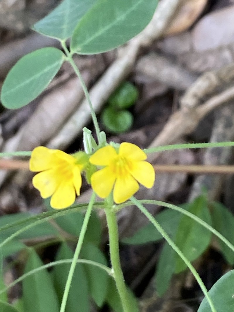 Oxalis alstonii photo 3