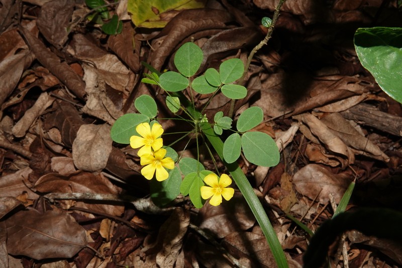 Oxalis alstonii photo 4