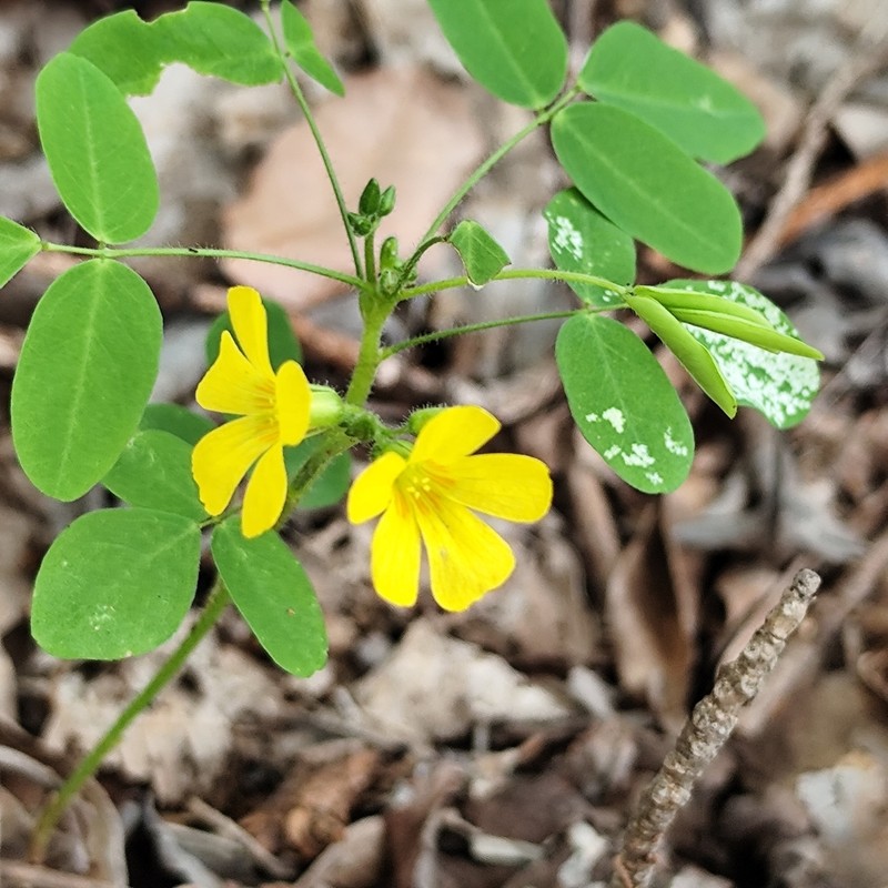 Oxalis alstonii photo 5
