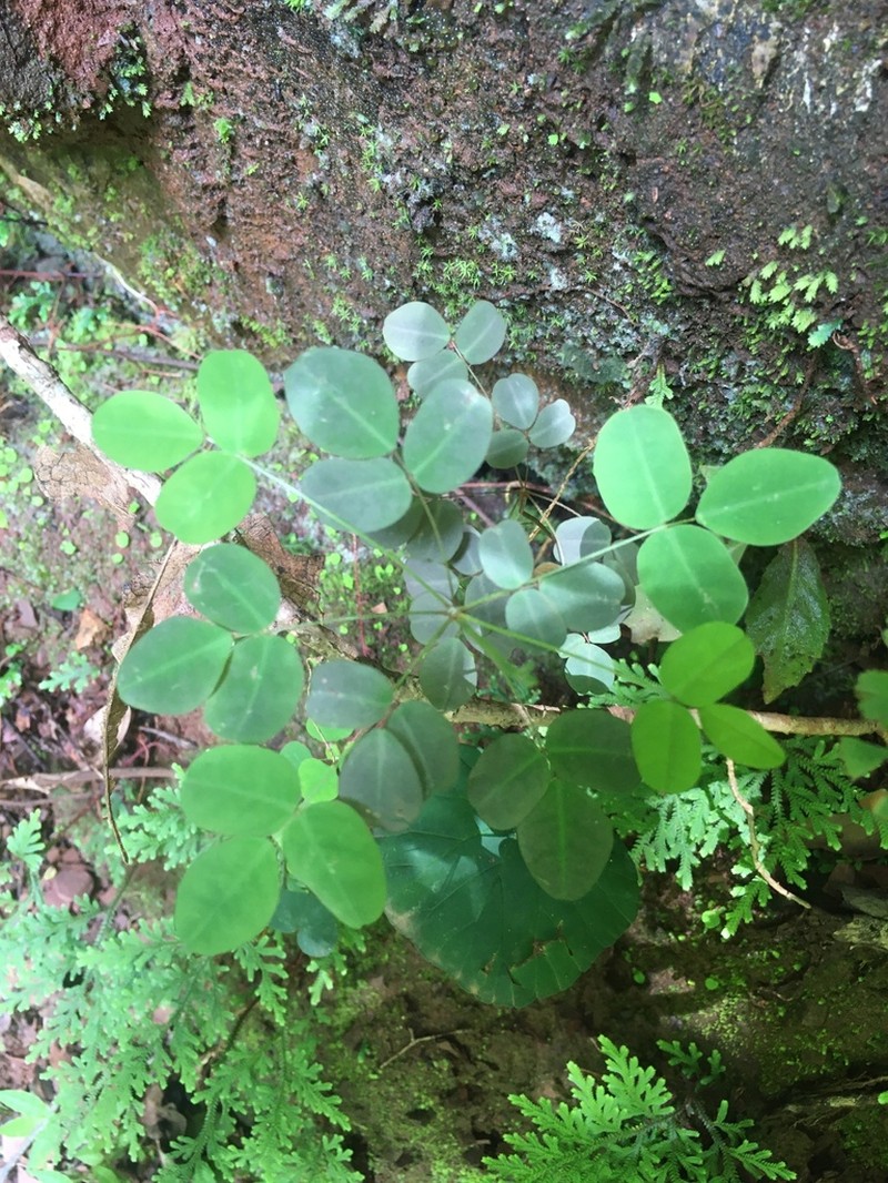 Oxalis alstonii photo 7
