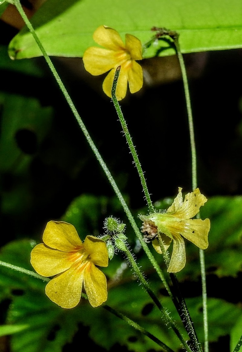 Oxalis alstonii photo 8