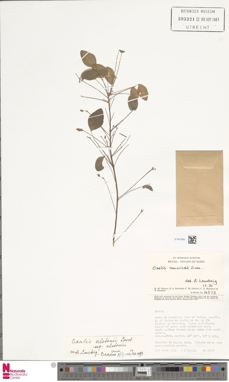 Oxalis alstonii subsp. alstonii