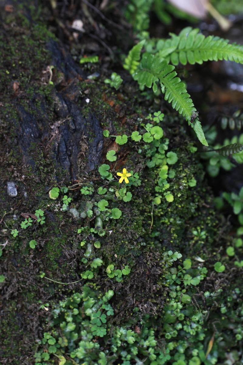 Oxalis amamiana