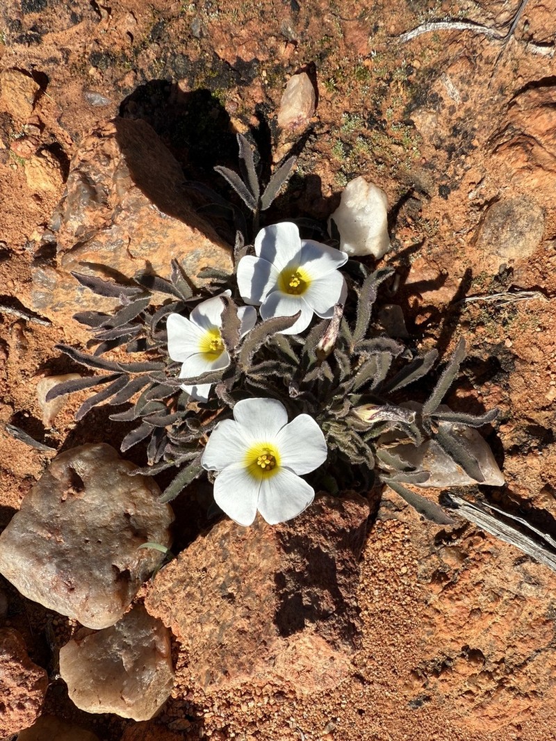 Oxalis ambigua photo 2