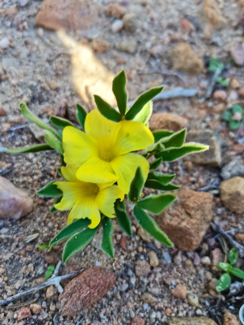 Oxalis ambigua photo 3